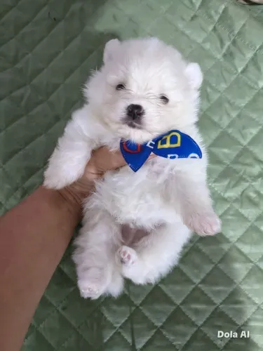 Lulu da Pomerânia macho branco