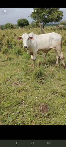 Párea de garrote um macho e uma fêmea
