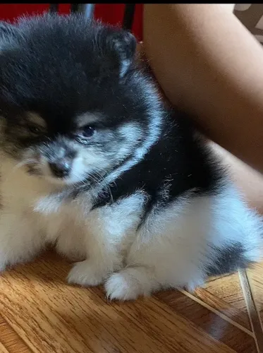 Lulu da pomerania anão ursinho