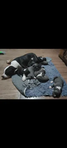 Staffordshire Bull terrier filhotes