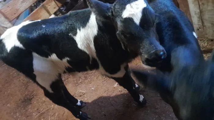 Mini cabras bezerros e muito mais p venda