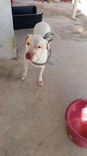 Doa-se Pitbull