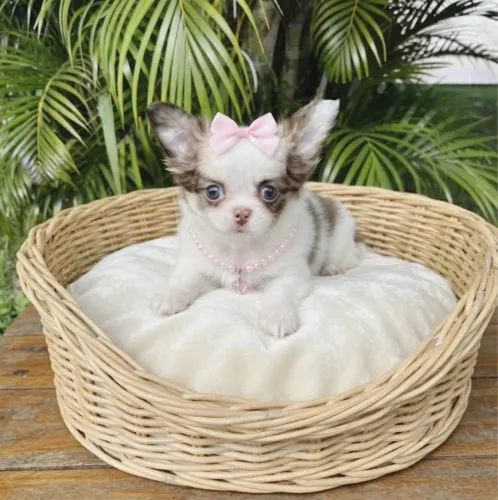 Chihuahua femeas longo e curto pedigree leia o anúncio