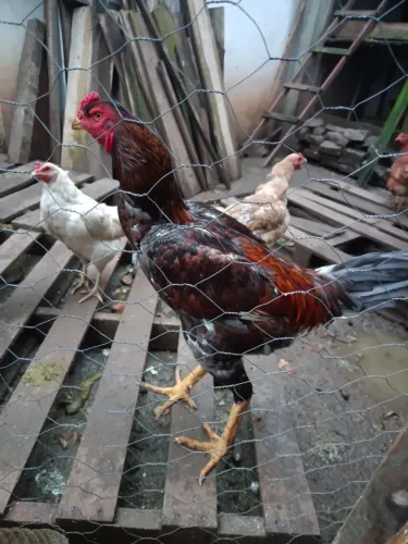 Vendo galo Índio gigante