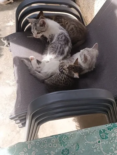 gatos para doação 