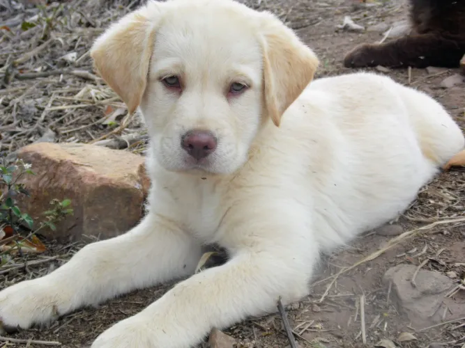 Raridade - labrador albino
