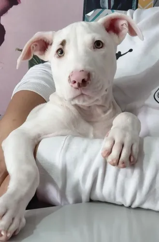 Pitbull (doação)