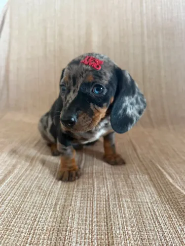 dachshund salsichinha