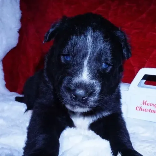 Filhotes de Border Collie | Filhotes para se apaixonar!
