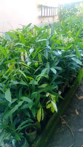 Achachairu mudas de 50cm