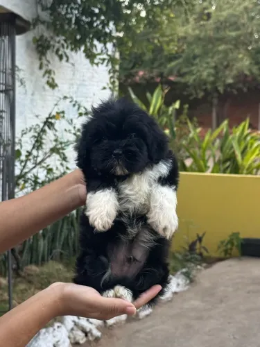 Filhote shih tzu