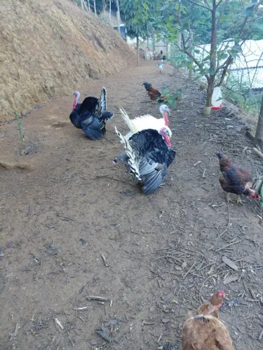 Ave Peru Macho, Fêmea e Casal