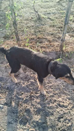cachorro para doação