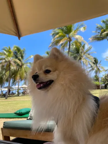 Procura-se Namorada para Lulu da pomerânia
