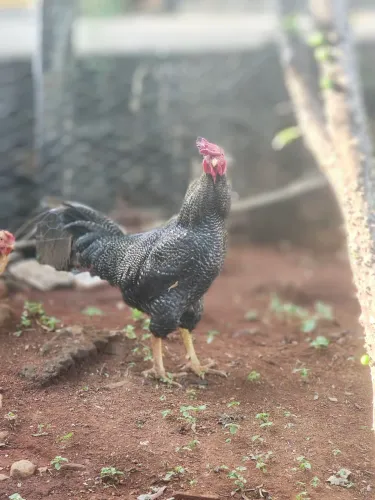Galo caipira 