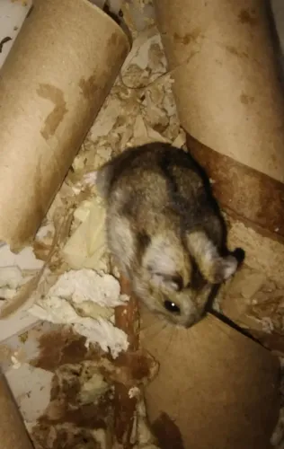 DOA-SE HAMSTER MACHO ANÃO RUSSO