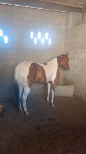 cavalo quarto de milha