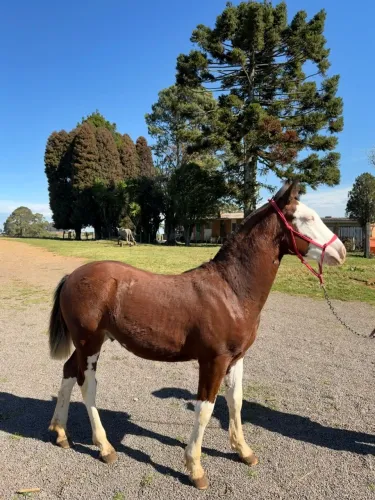 Cavalo Colorado bragado 