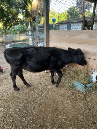 Mini bovino, mini vaca