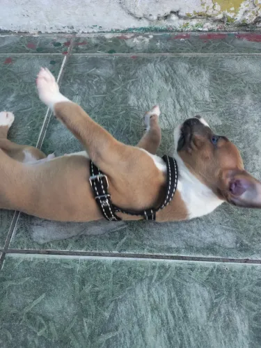 Pitbull moster