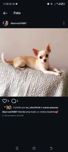 Chihuahua fêmea branquinha