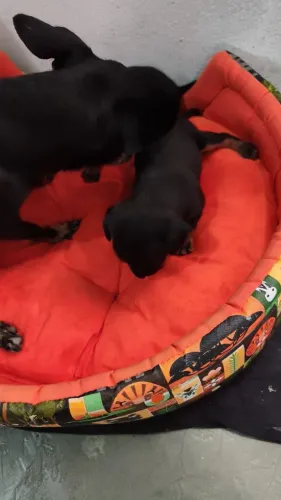Vendo um cachorrinho da raça pinche macho número 1com 40 dias de nascimento