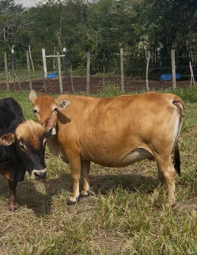 Mini vaca Jersey  na faixa de 4 mil 