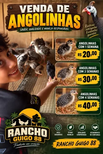 Pintinho de Angola