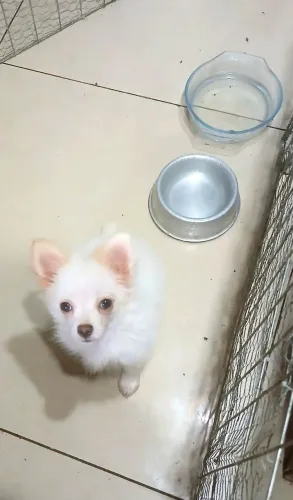 Vendo sptz alemão vai fazer 3 messes 2 vacinas