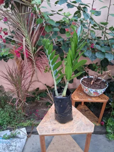 Mudas de zamioculca planta natural para ornamentação da sua casa