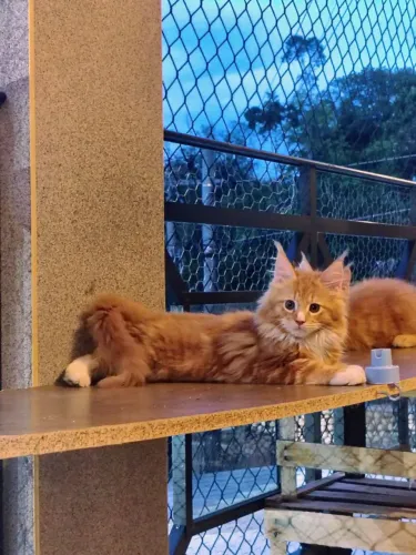 Gato Maine Coon Filhotes disponiveis com Pedigree