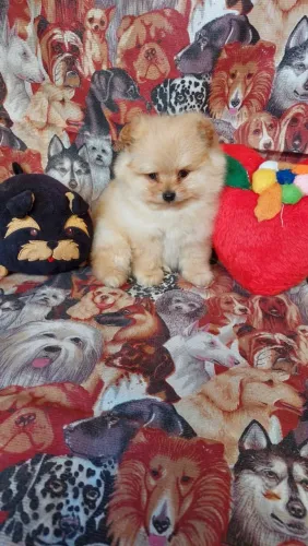Spitz anão macho, ursinho com pedigree em 10x no cartão.