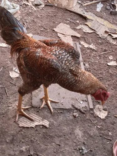 GALINHAS CAIPIRA