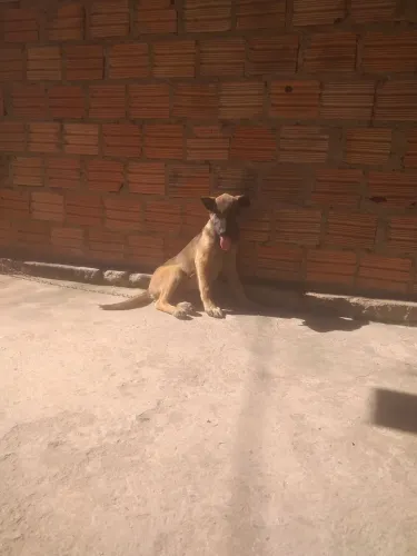 Vendo femea de pastor malinoa ou troco por femea de rottweiler