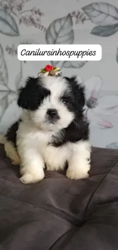 lhasa apso confiança credibilidade unica