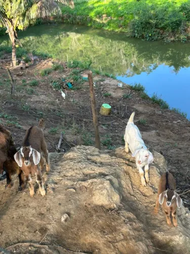 3 Filhos de cabrito