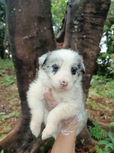 Border collie inteligencia
