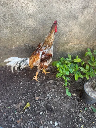 Vendo frango de 9 mês