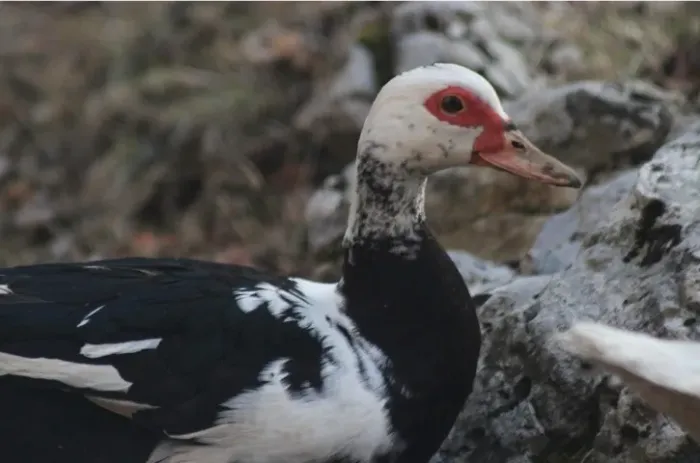 Vendo patos