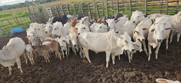 Vacas paridas e prenhas e reprodutor topppp