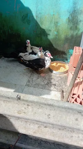 Patos