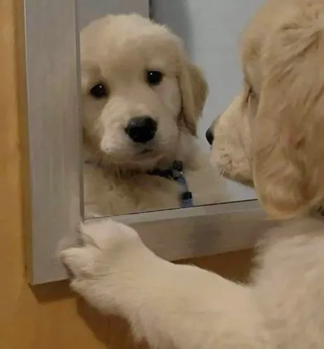 Filhote Golden Retriever, Leve Um Lar a Um Filhote e Ganhe Amor Para Sempre!