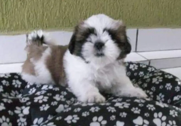 Shih Tzu miniatura macho PROMOÇÃO