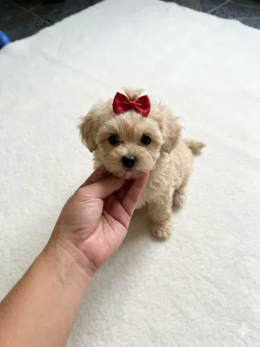Poodle toy femea