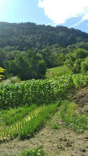 ? 15 HECTARES DE POSSIBILIDADES EM ANGELINA - SC