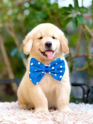 Filhote de Golden retriever 