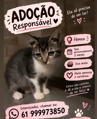 Doação gata filhote