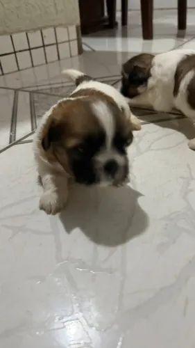 Filhote Shih-tzu mini fêmea 