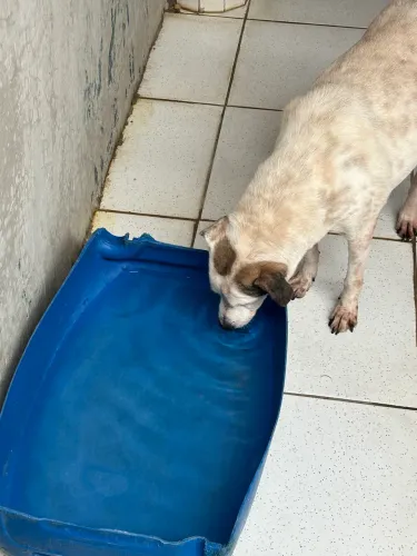 Vaga para limpeza de canil