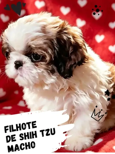 Lindíssimo filhote de Shih tzu macho tricolor com valor promocional!!!